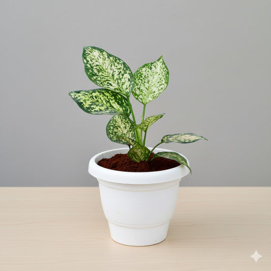 Aglaonema white | 8 inch white classy plastic pot