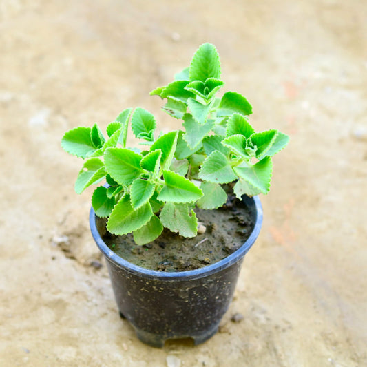 Ajwain Plant | 6 inch nursery pot