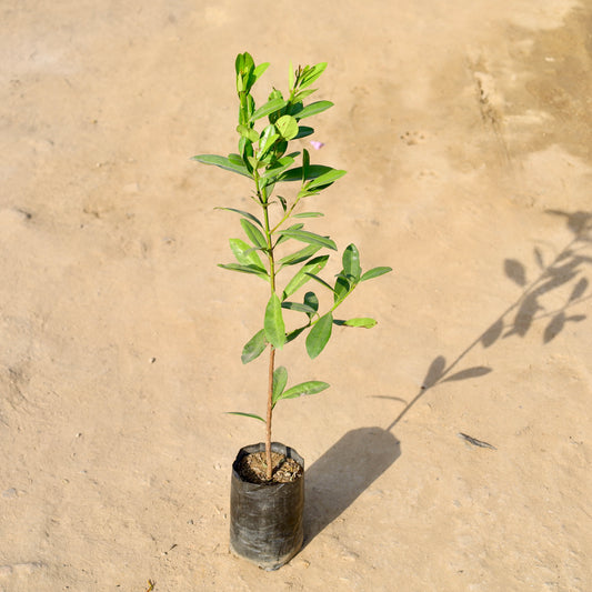 Buy All Spice / Masala Plant In 4 Inch Plant nursery bag โ Outdoor plant online at Limkrt India