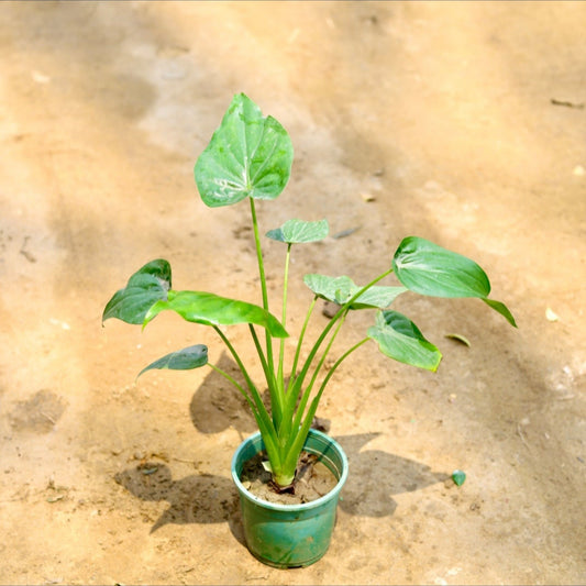 Buy Alocasia cucullata | 6 Inch Plant nursery pot โ Outdoor plant online at Limkrt India