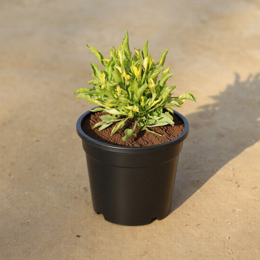 Alternanthera Green in 4 Inch Nursery Pot
