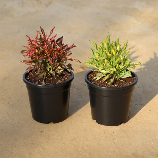Set of 2 Alternanthera Green and Red in 4 Inch Nursery Pot