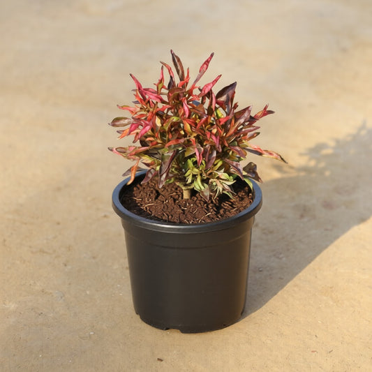 Alternanthera Red in 4 Inch Nursery Pot