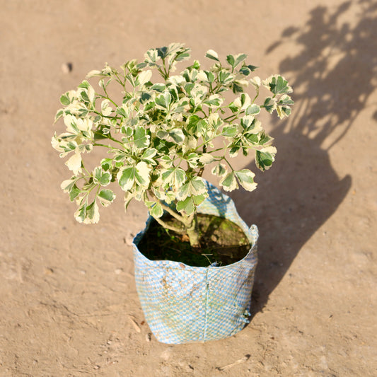 Aralia Dwarf White | 4 inch Nursery Bag