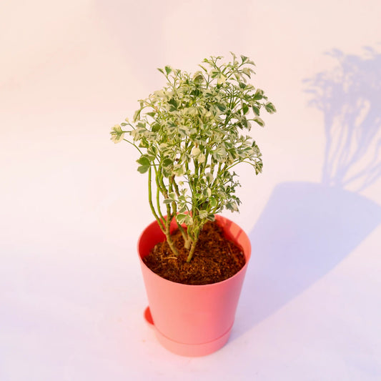 Aralia White Dwarf | 4 Inch Pink Florence Self Watering Pot