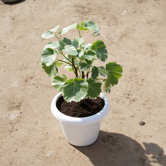 Aralia Apple Leaf in 6 Inch White Classy Plastic Pot