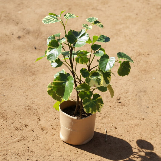 Aralia Apple Leaf in 4 Inch Nursery Bag
