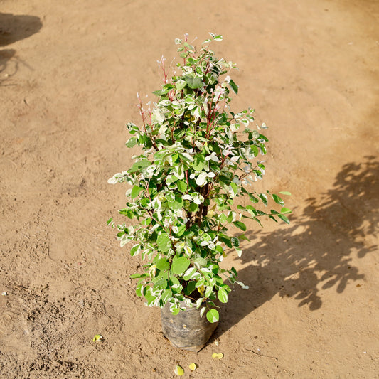 Buy Aralia snow Bush | 6 Inch Plant nursery Bag โ Outdoor plant online at Limkrt India