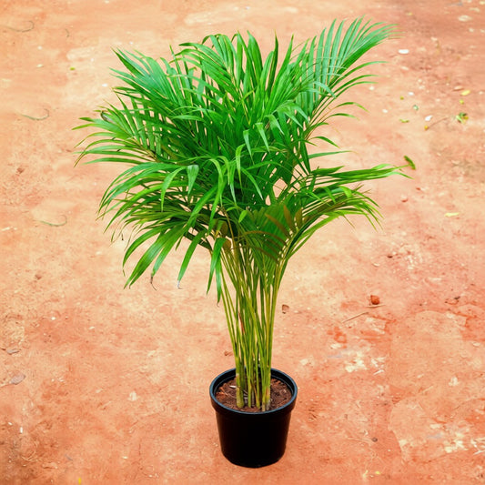 Air Purifier Areca Palm (3 Ft) in 8 Inch Black Nursery Pot