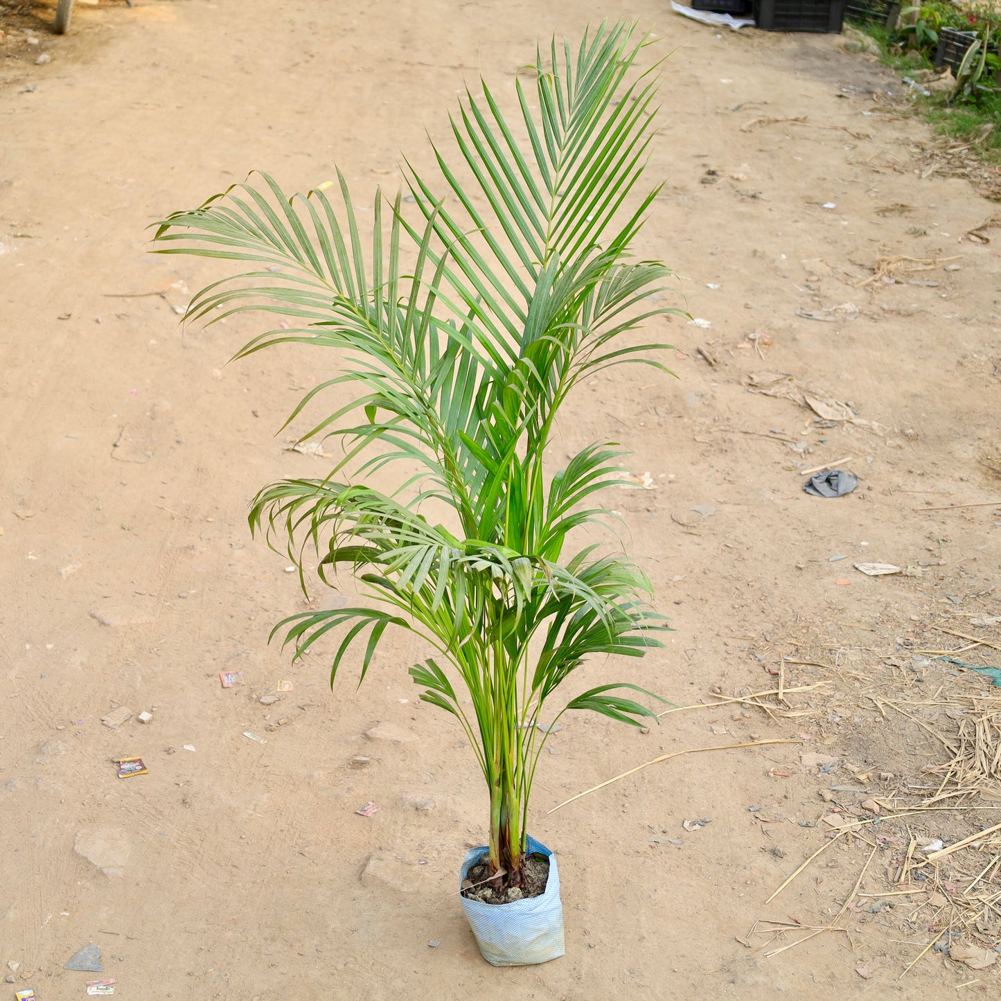 Areca Palm 3 ft | 6 inch  polybag