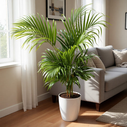 Air Purifier Areca Palm (4-5 Ft) in 14 Inch White Tall Tower Pot