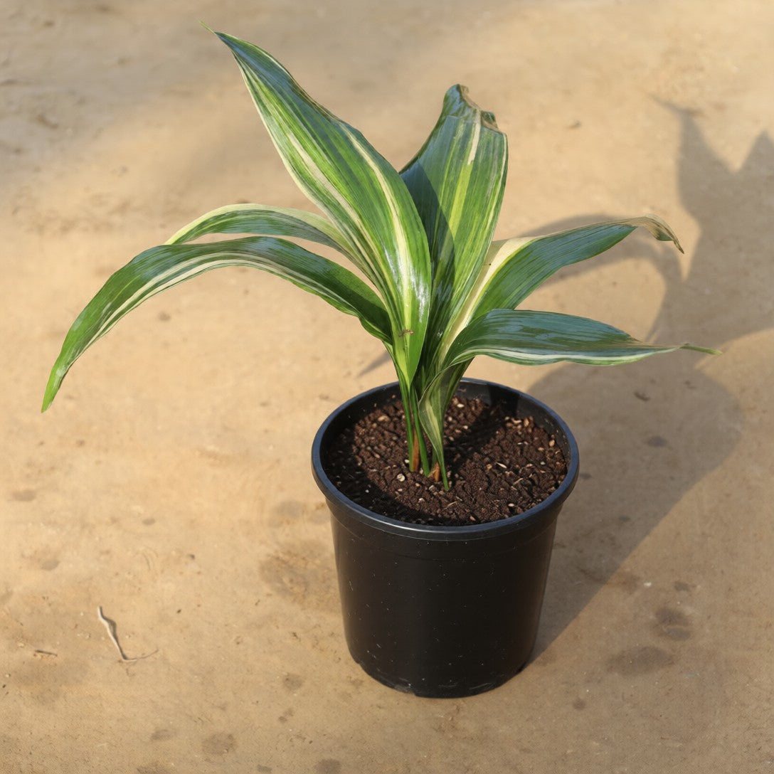 Rare Variegated Aspidistra (Cast Iron) Plant in 6 Inch Nursery Pot