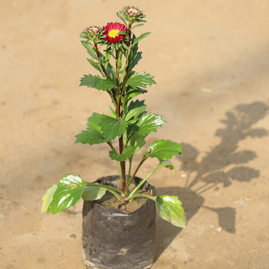 Aster Flower Plant (any colour) in 4 Inch Nursery Bag
