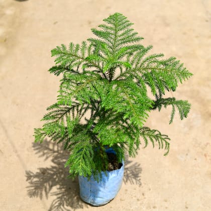 Buy Aurocaria christamas treen | 5 Inch Plant nursery bag โ Outdoor plant online at Limkrt India