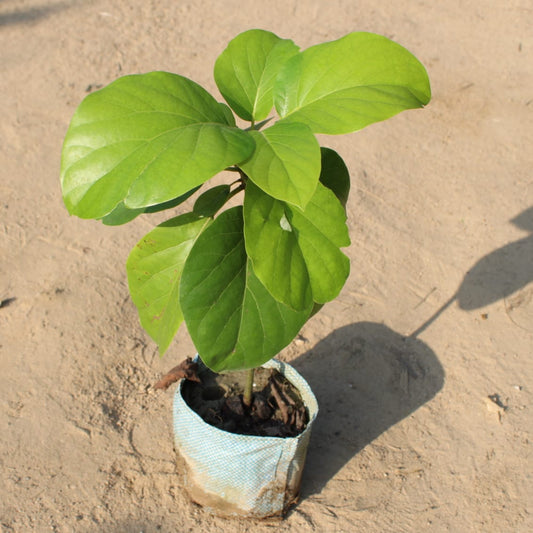 Buy Avocado Fruit Plant | 8 Inch Plant Polybag โ Outdoor plant online at Limkrt India