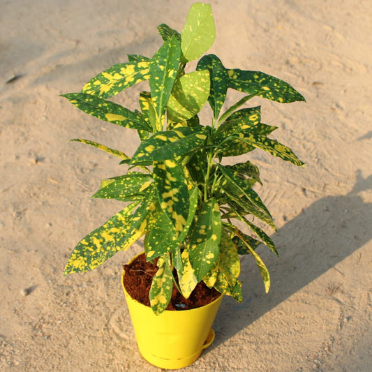 Baby Croton | 4 Inch Yellow Florence Self Watering Pot