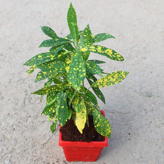 Baby Croton | 4 inch Red Marble square Pot