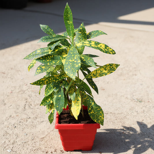 Buy Baby Croton | 4 Inch Plant Red Marble square Pot โ Outdoor plant online at Limkrt India