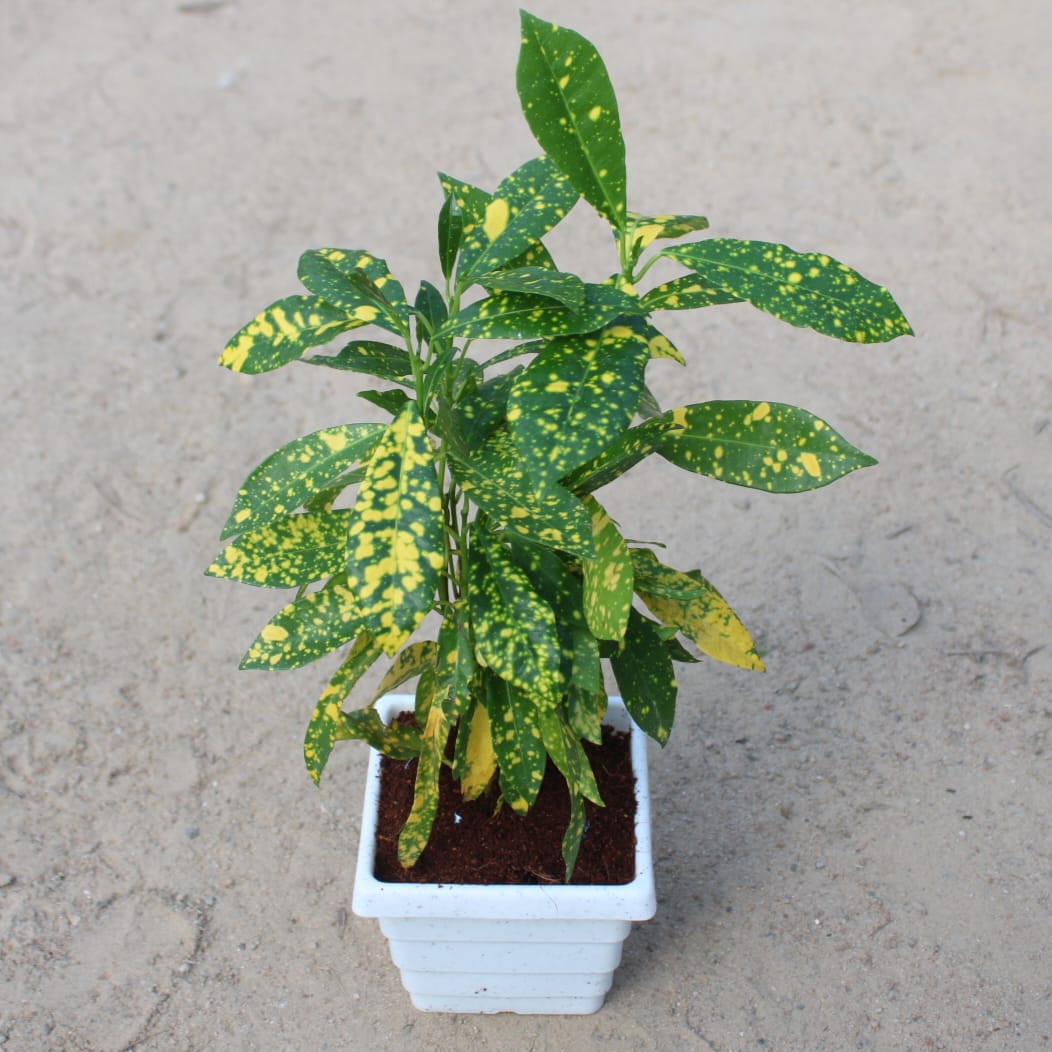 Baby Croton | 4 inch White Marble square Pot