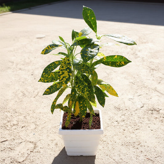 Baby Croton | 4 inch White Marble square Pot