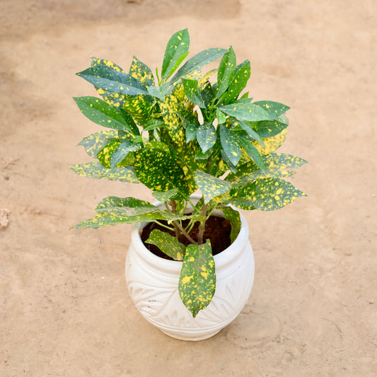 Buy Baby Croton | 6 Inch Plant Matka Ceramic pot โ Outdoor plant online at Limkrt India