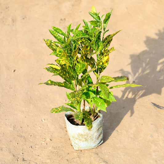 Buy Baby Croton | 4 Inch Plant nursery bag โ Outdoor plant online at Limkrt India