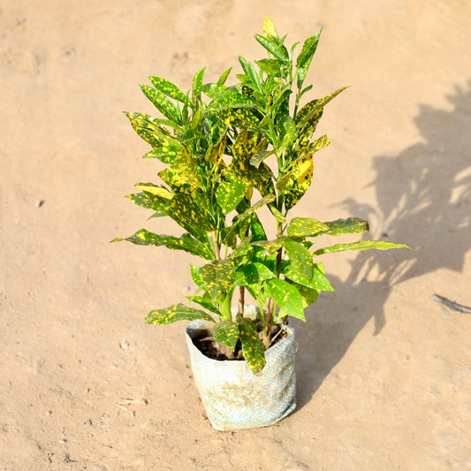Baby Croton | 4 inch nursery bag