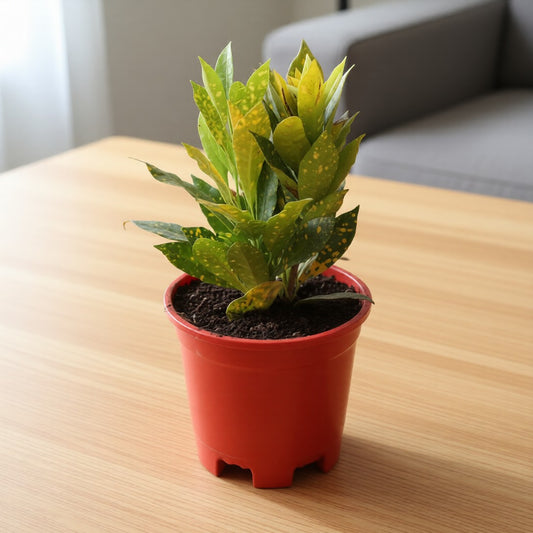 Baby Croton in 6 Inch Nursery Pot (Any Colour)