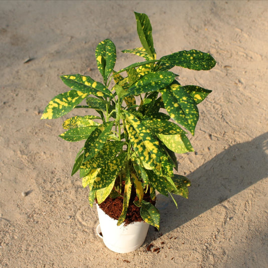 Buy Baby croton | 4 Inch Plant White Florence Self Watering Pot โ Outdoor plant online at Limkrt India