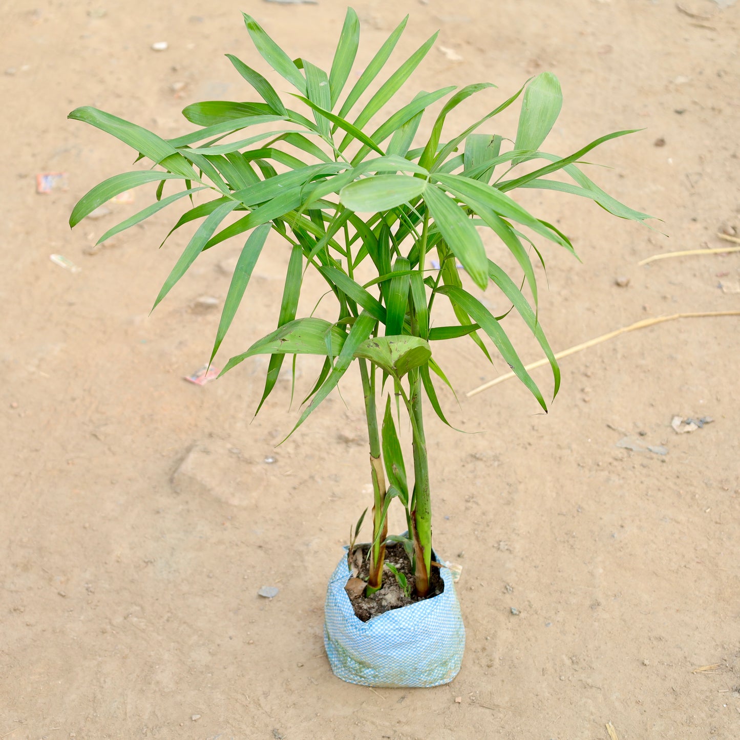 Bamboo Palm-Ken Palm | 7 inch polybag