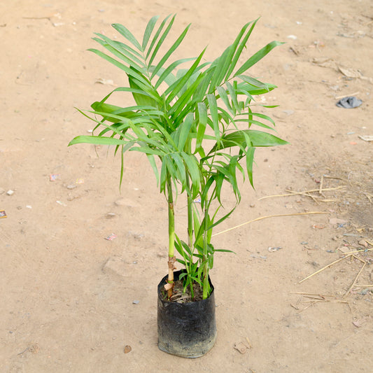 Buy Bamboo Palm-Ken Palm | 8 Inch Plant polybag โ Outdoor plant online at Limkrt India