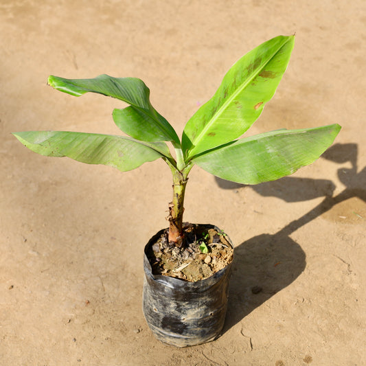 Buy Banana Plant | 8 Inch Plant nursery bag โ Outdoor plant online at Limkrt India