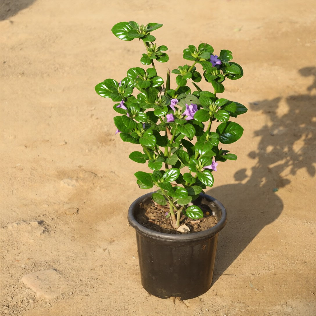 Barleria Cristata / Philippine Violet in 8 Inch Nursery Pot