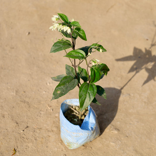 Buy Bleeding Heart | 4 Inch Plant nursery bag โ Outdoor plant online at Limkrt India