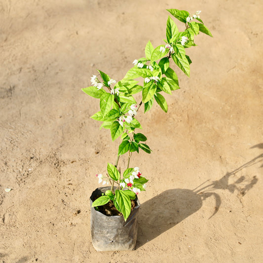Buy Bleeding Heart | 6 Inch Plant nursery bag โ Outdoor plant online at Limkrt India