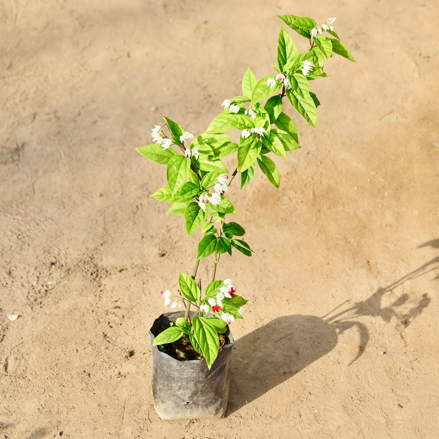 Bleeding Heart | 6 inch nursery bag
