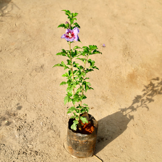 Blue Hibiscus | 8 inch Nursery Bag