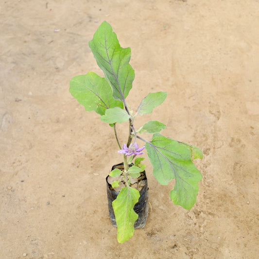 Buy Brinjal-Baigan | 4 Inch Plant Nursery Bag โ Outdoor plant online at Limkrt India
