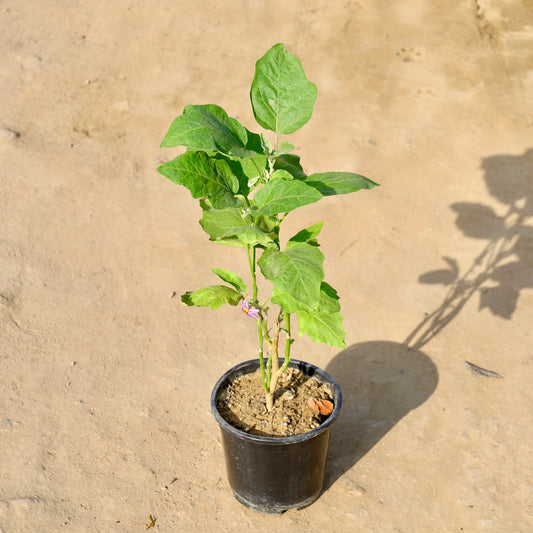 Buy Brinjal-Baigan | 6 Inch Plant nursery pot โ Outdoor plant online at Limkrt India