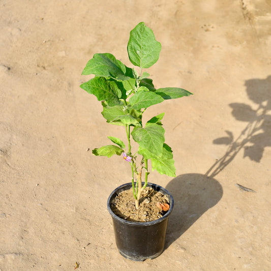 Brinjal-Baigan | 6 inch nursery pot