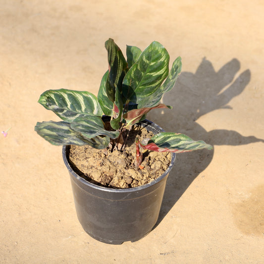 Buy Calathea Makoyana | 5 Inch Plant nursery pot โ Outdoor plant online at Limkrt India