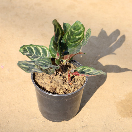 Calathea Makoyana | 5 inch nursery pot