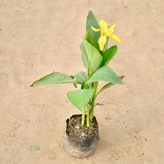 Buy Canna Lily yellow | 4 Inch Plant nursery bag โ Outdoor plant online at Limkrt India