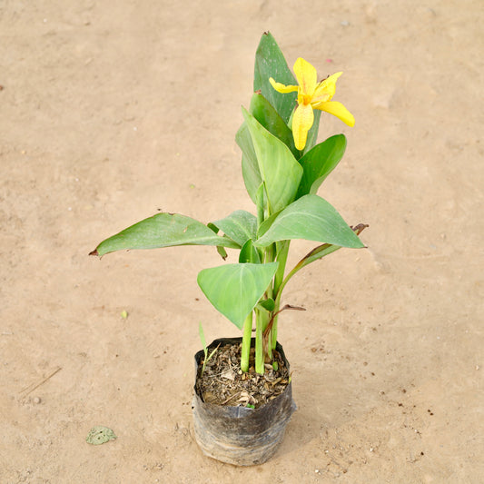 Canna Lily  yellow | 4 inch nursery bag