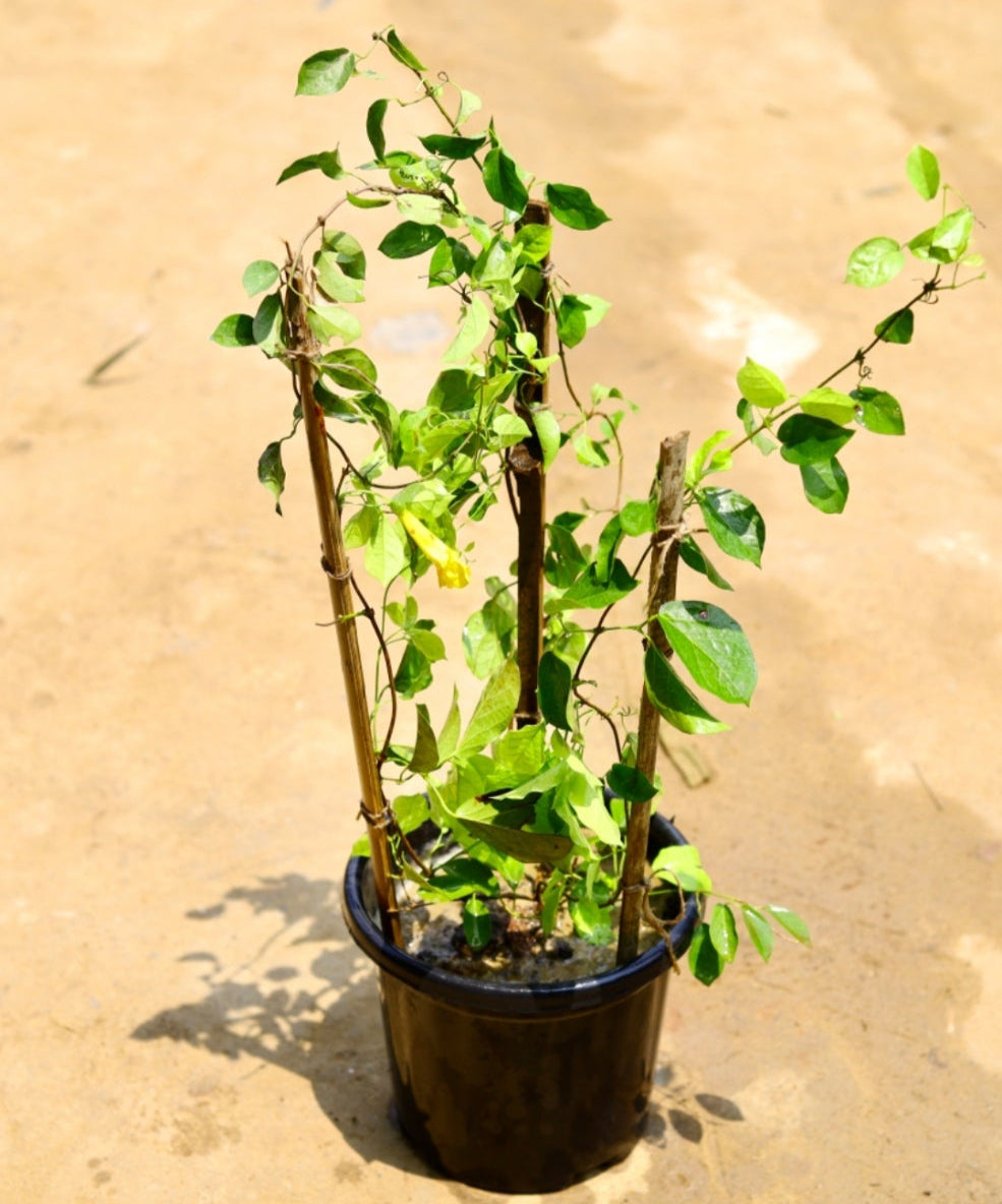 Cat's Claw climber | 8 inch Nursery pot