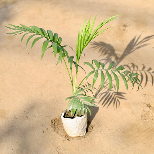 Buy Chamedorea Palm | 4 Inch Plant Nursery Bag โ Outdoor plant online at Limkrt India