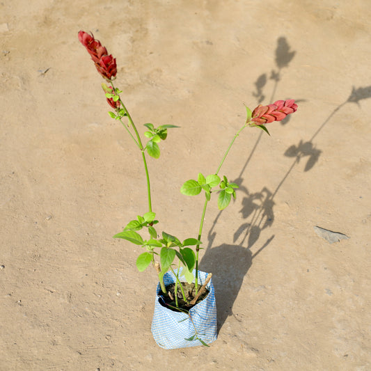 Chatis Patis-Shrimp Plant red | 4 inch nursery bag