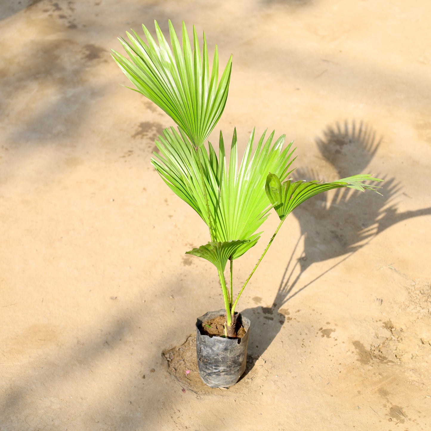 China Palm | 4 inch nursery bag