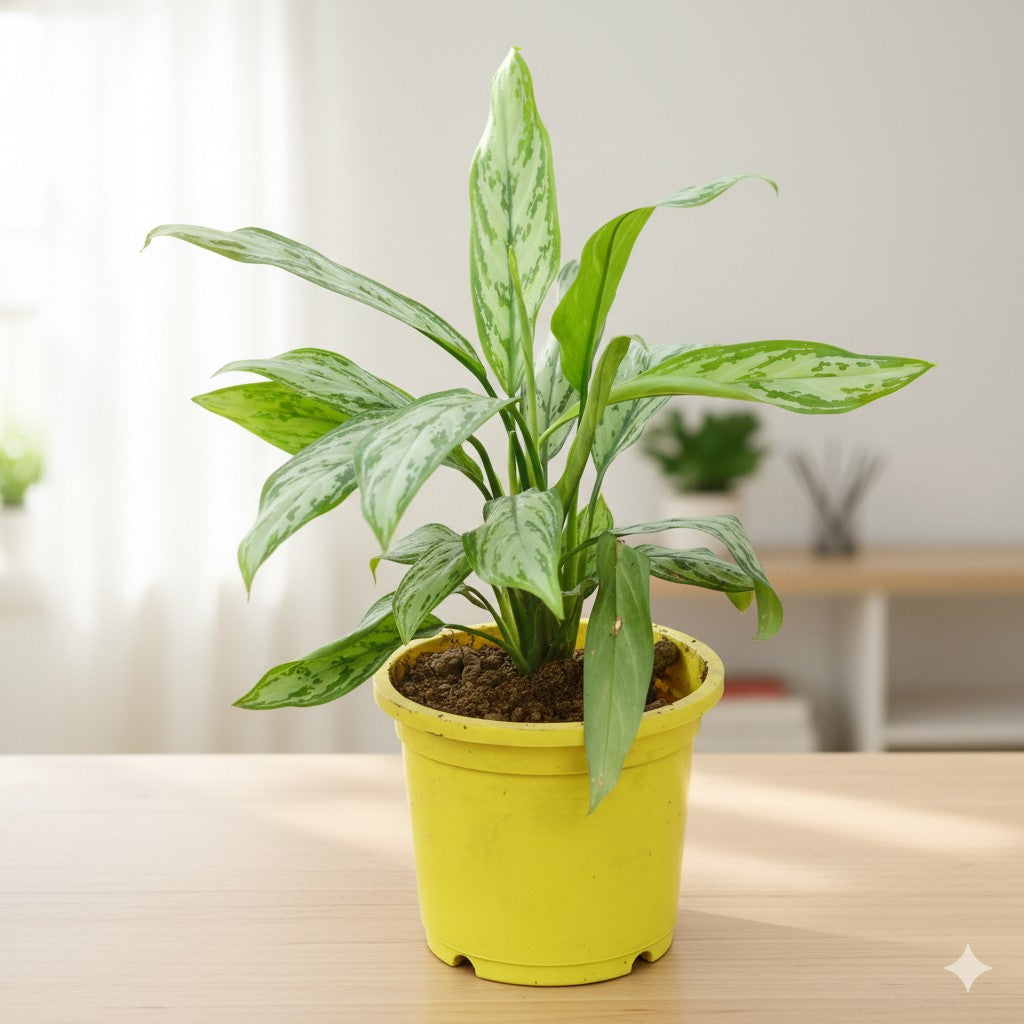 Aglaonema Chinese evergreen | 9 inch colorful nursery pot (any colour)