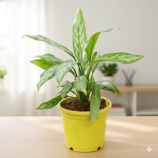 Aglaonema Chinese evergreen | 9 inch colorful nursery pot (any colour)